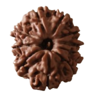 10 Mukhi Nepal