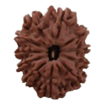 11 Mukhi Nepal