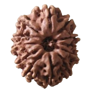 12 mukhi Nepal