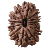 13 mukhi Nepal