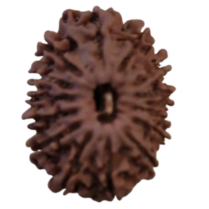 14 mukhi Nepal