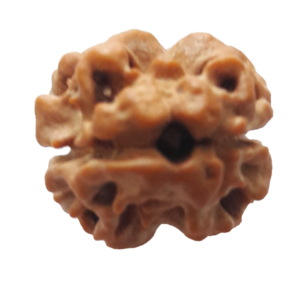 2 Mukhi Nepal