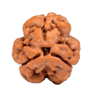 3 Mukhi Nepal