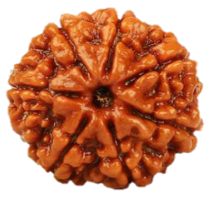 7 Mukhi Nepal