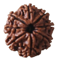 8 Mukhi Nepal