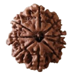 9 Mukhi Nepal